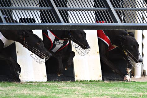 sporting life fast results greyhounds